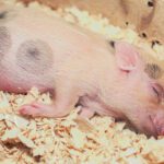 ADORABLE:JMB_LJAZIDO= BABY PIGS