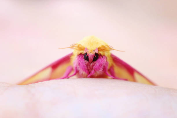 Art:1zghhf_Xxss= Rosy Maple Moth