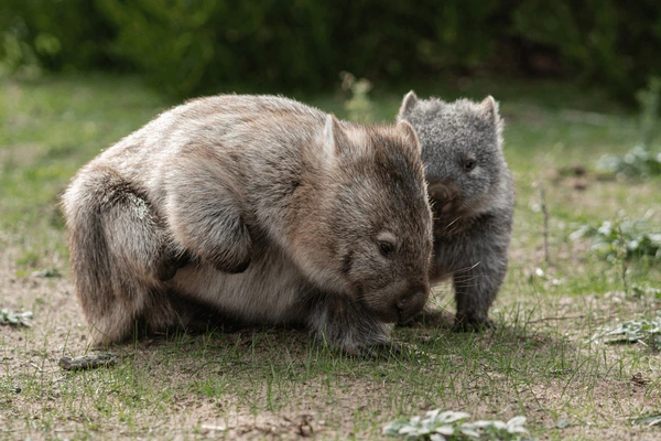 BABY:_083UEBW6OW= WOMBAT