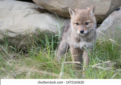 Baby:_Svjwiuxtvc= Coyotes