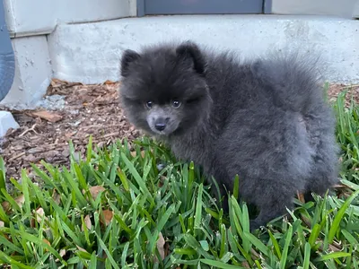 Blue:Dvaxjwqez4m= Pomeranians