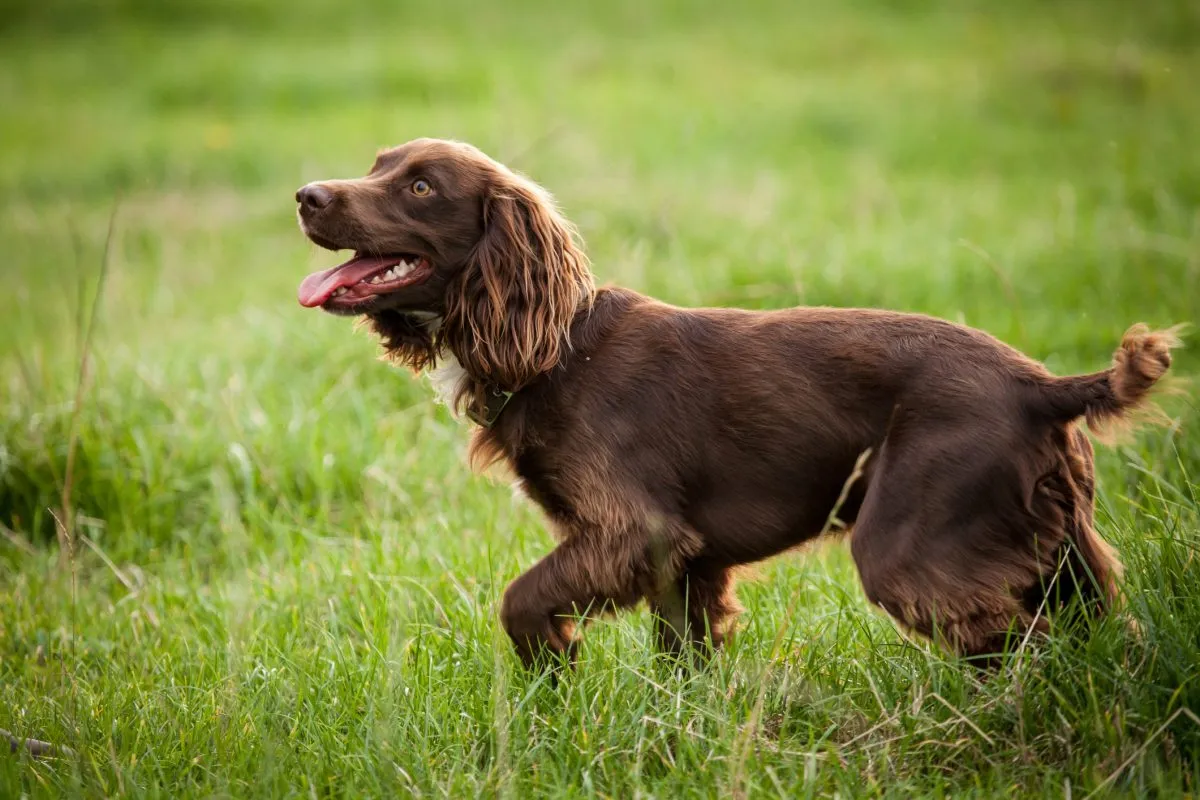 BABY:-3WM8AFGUXW= BOYKIN SPANIEL