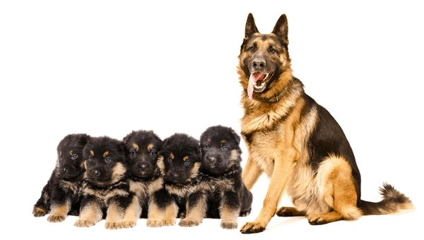 BABY:4LJISYVVGYO= GERMAN SHEPHERD