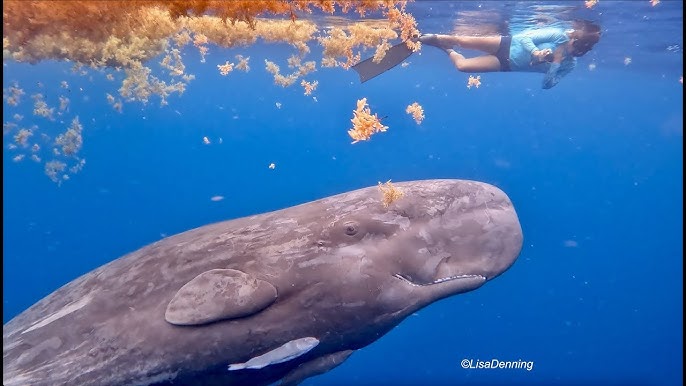 Baby:_Dy07h40hpa= Sperm Whale