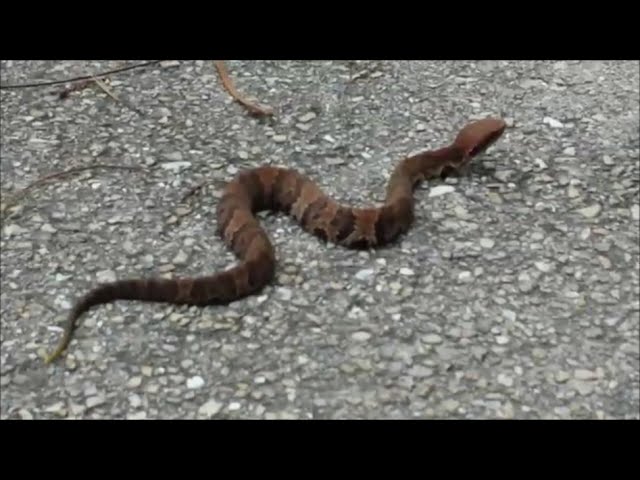 Baby:_Iwc1xavkao= Water Moccasin