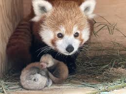 BABY:_OVTCJO0-_K= RED PANDA