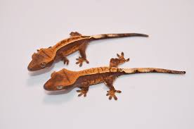 BABY:_QQCYQ1RHY0= CRESTED GECKO