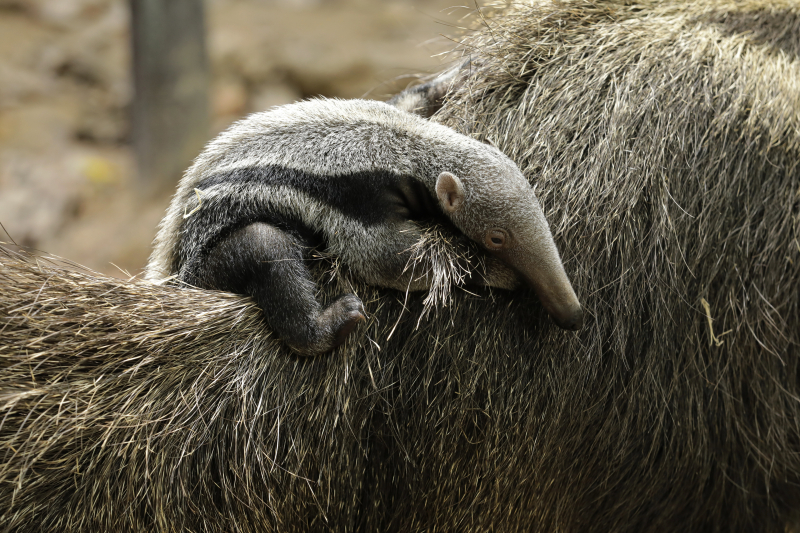 Baby:_R8ktejking= Anteater