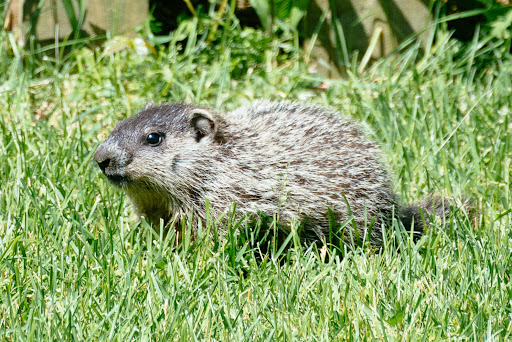 BABY:1IQXYMB_1JQ= GROUNDHOG