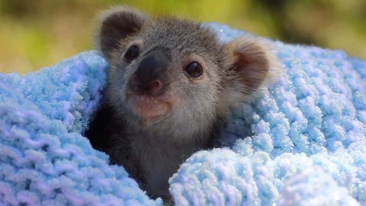 BABY:1NNNUIFV0CU= CUTE KOALA