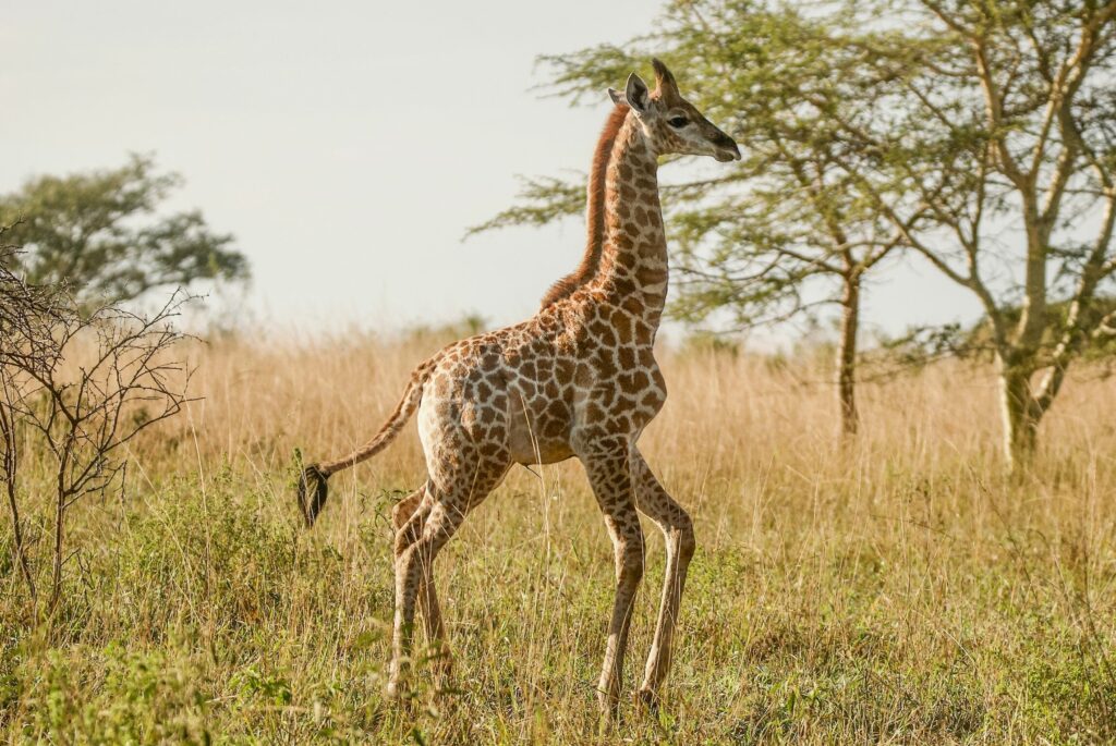 Baby:2vwynllygms= Giraffe