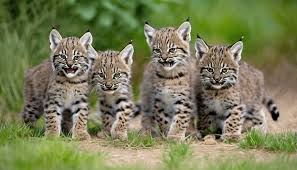 Baby:3azpx4rmlfa= Bobcats