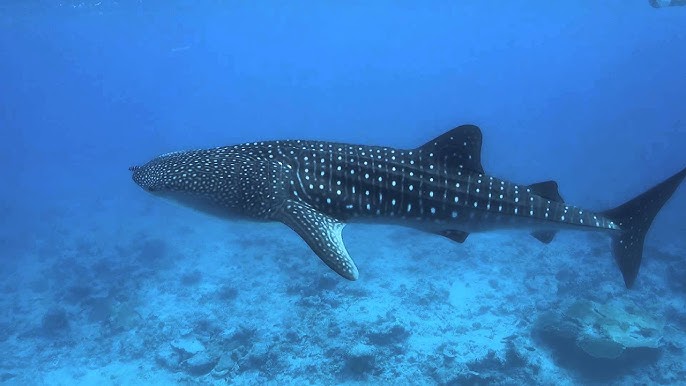 BABY:3LP2GHBIESA= WHALE SHARK