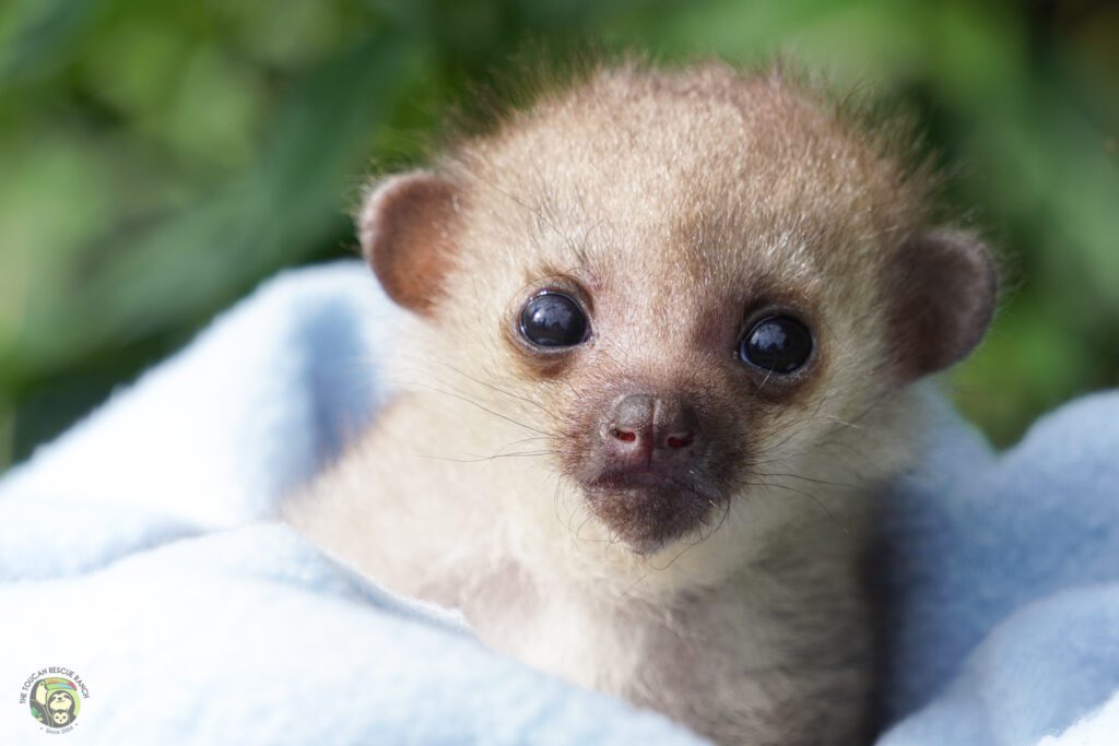 BABY:3QYBQ8XZR4G= KINKAJOU