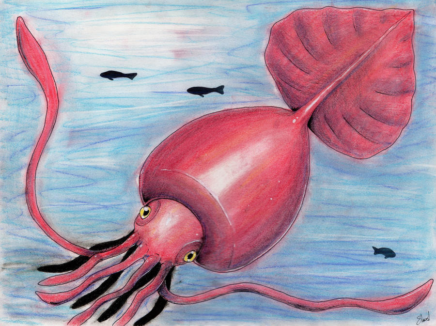 Art:_Edy3m16rbi= Colossal Squid